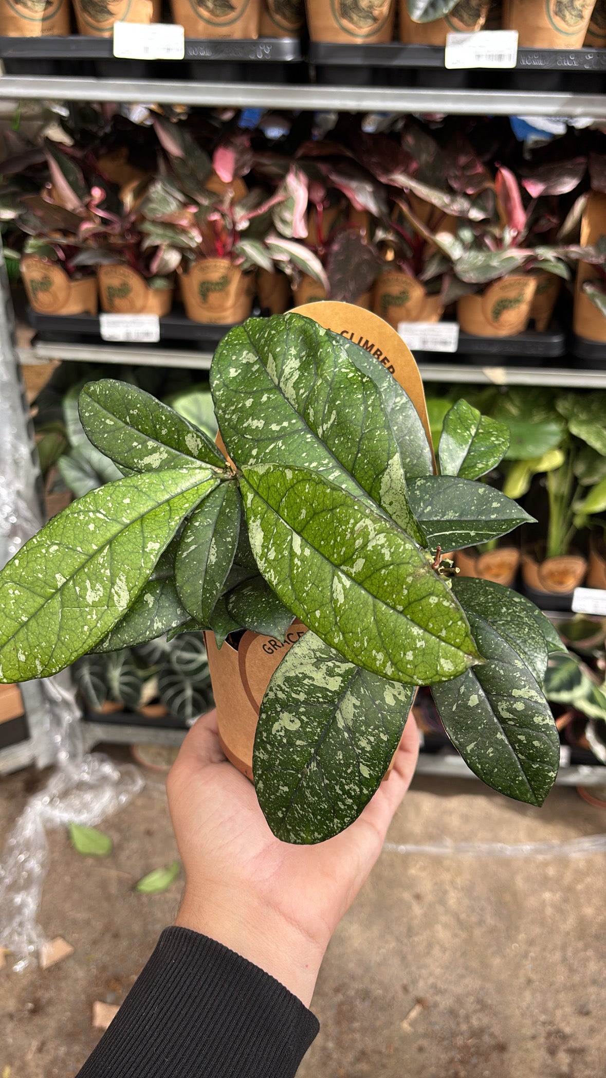 Hoya crassipetiolata ‘Splash’ – Pot 11 cm 🌿✨