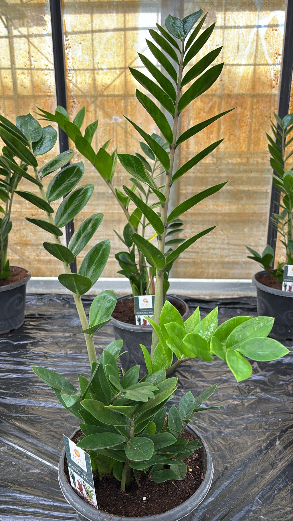 Zamioculcas zamiifolia – Pot 17 cm