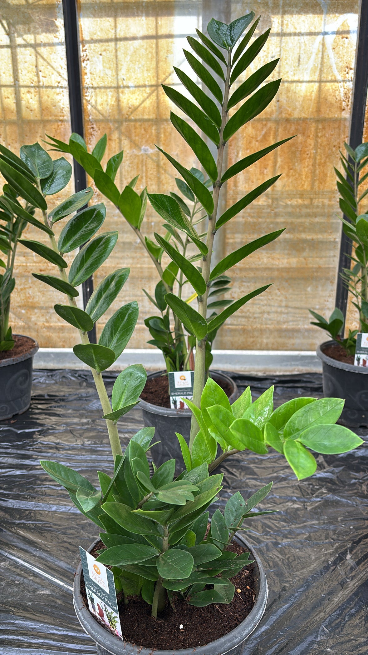 Zamioculcas zamiifolia – Pot 17 cm