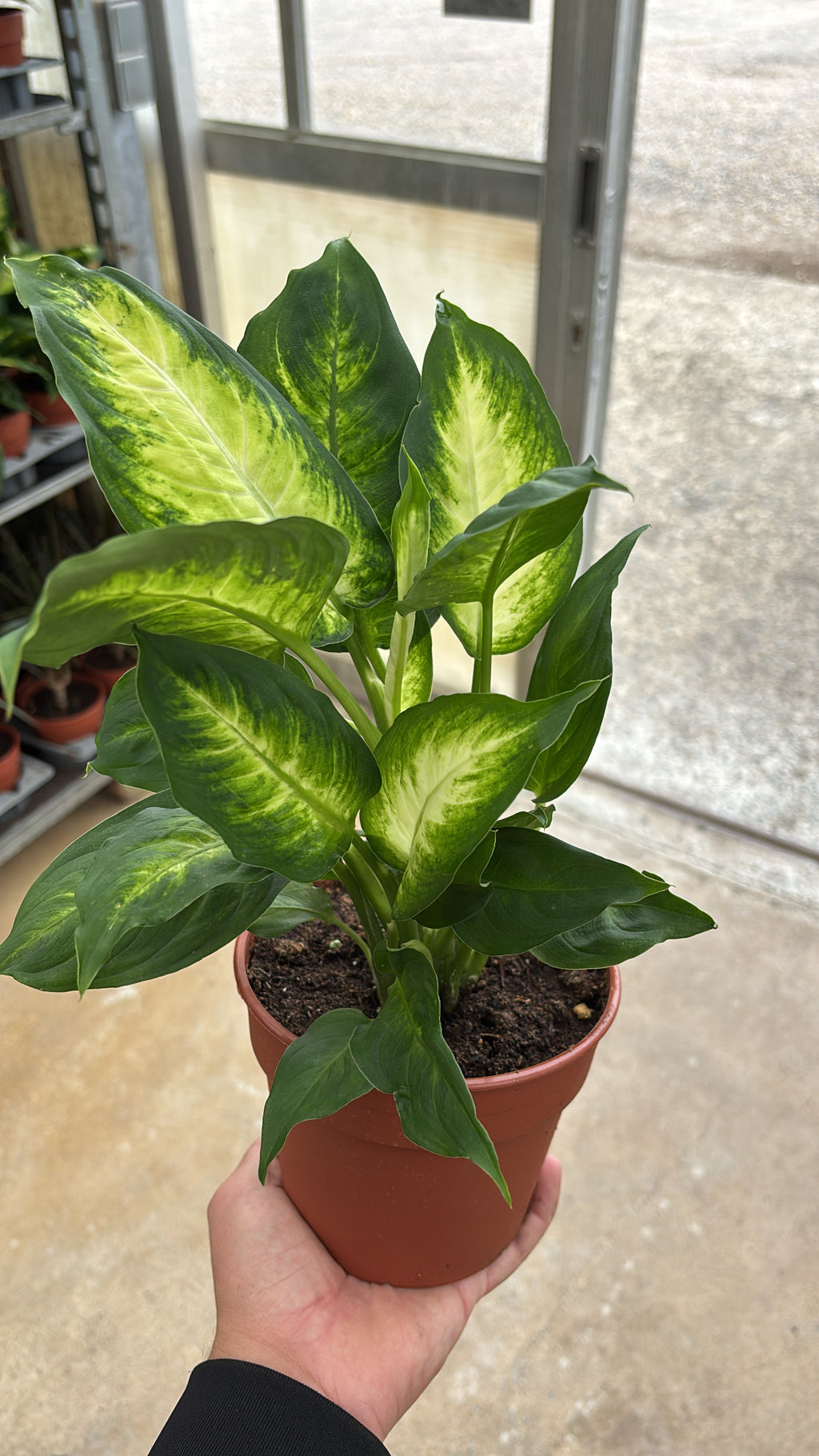 Dieffenbachia ‘Camille’ pot 14cm