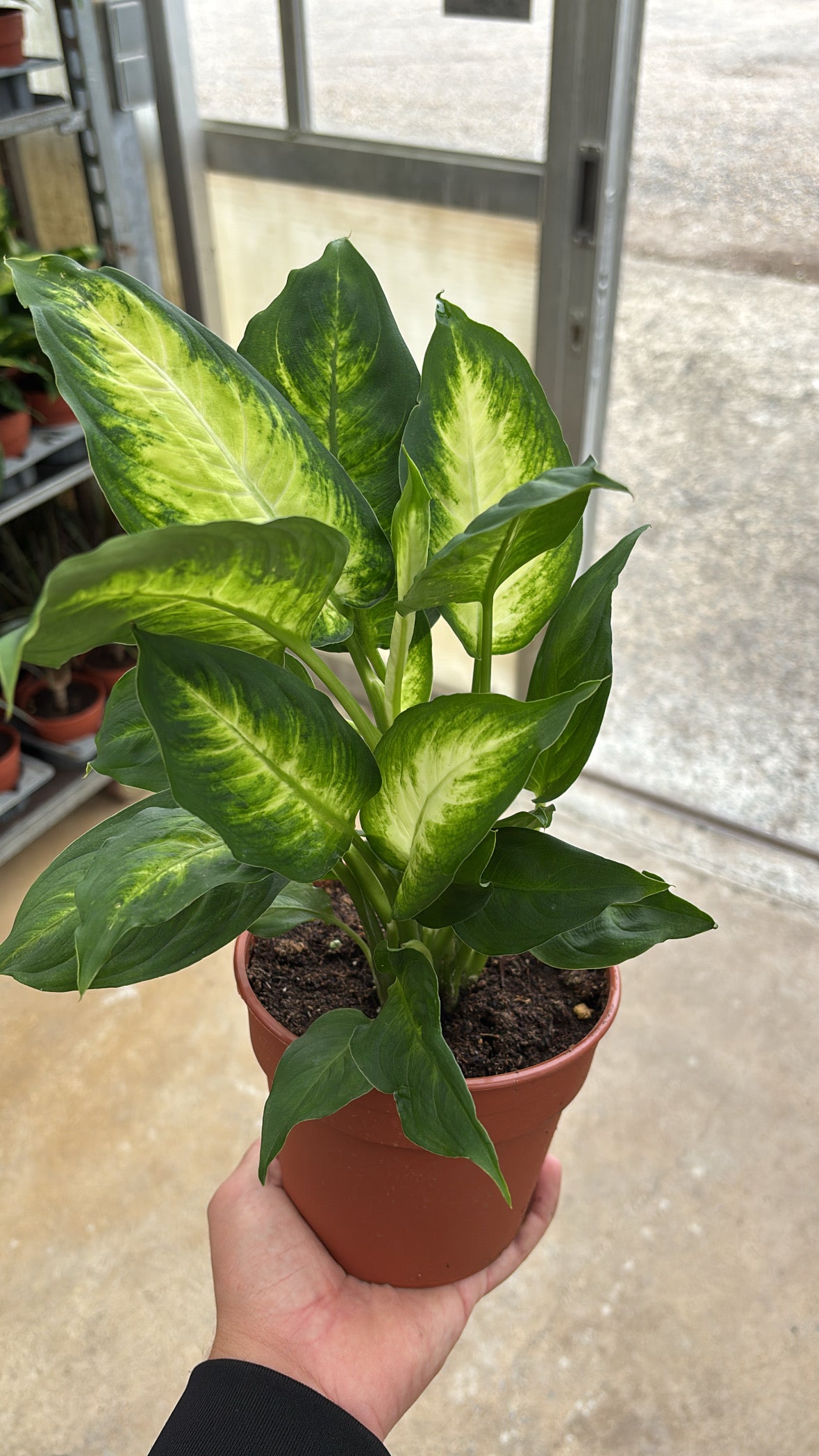 Dieffenbachia ‘Camille’ pot 14cm