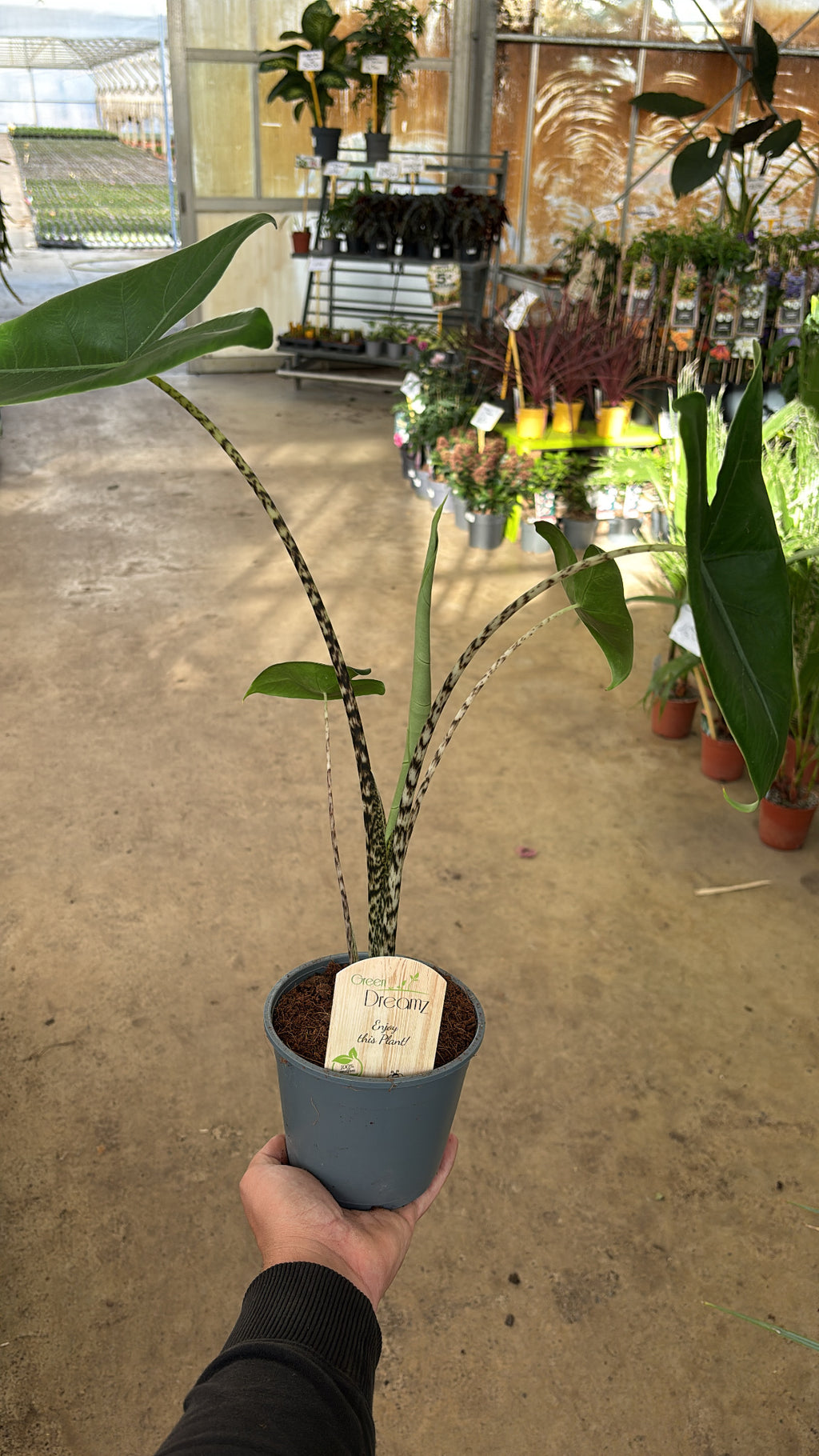 Alocasia zebrina – Pot 14 cm