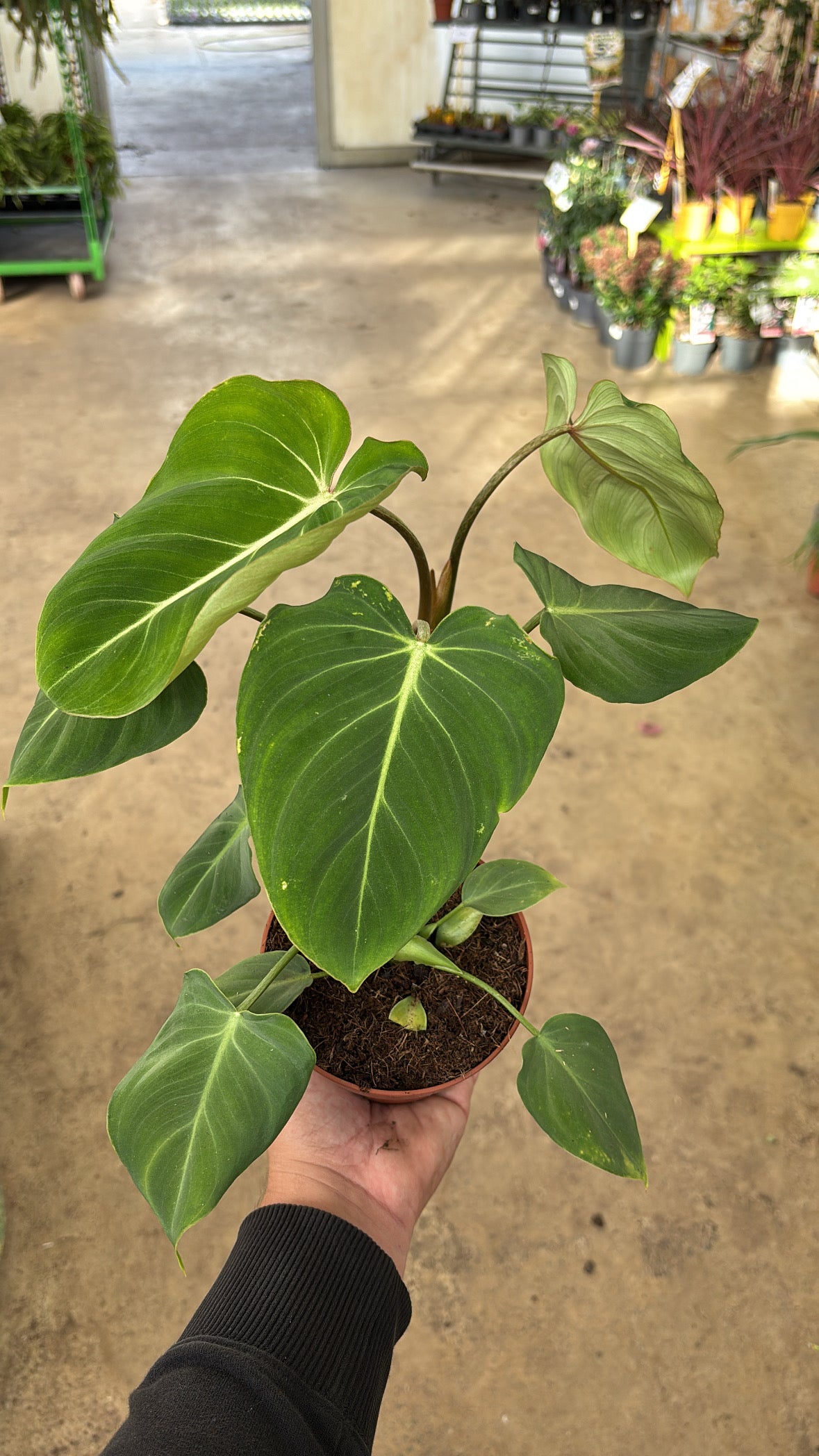 Philodendron gloriosum – Pot 12 cm