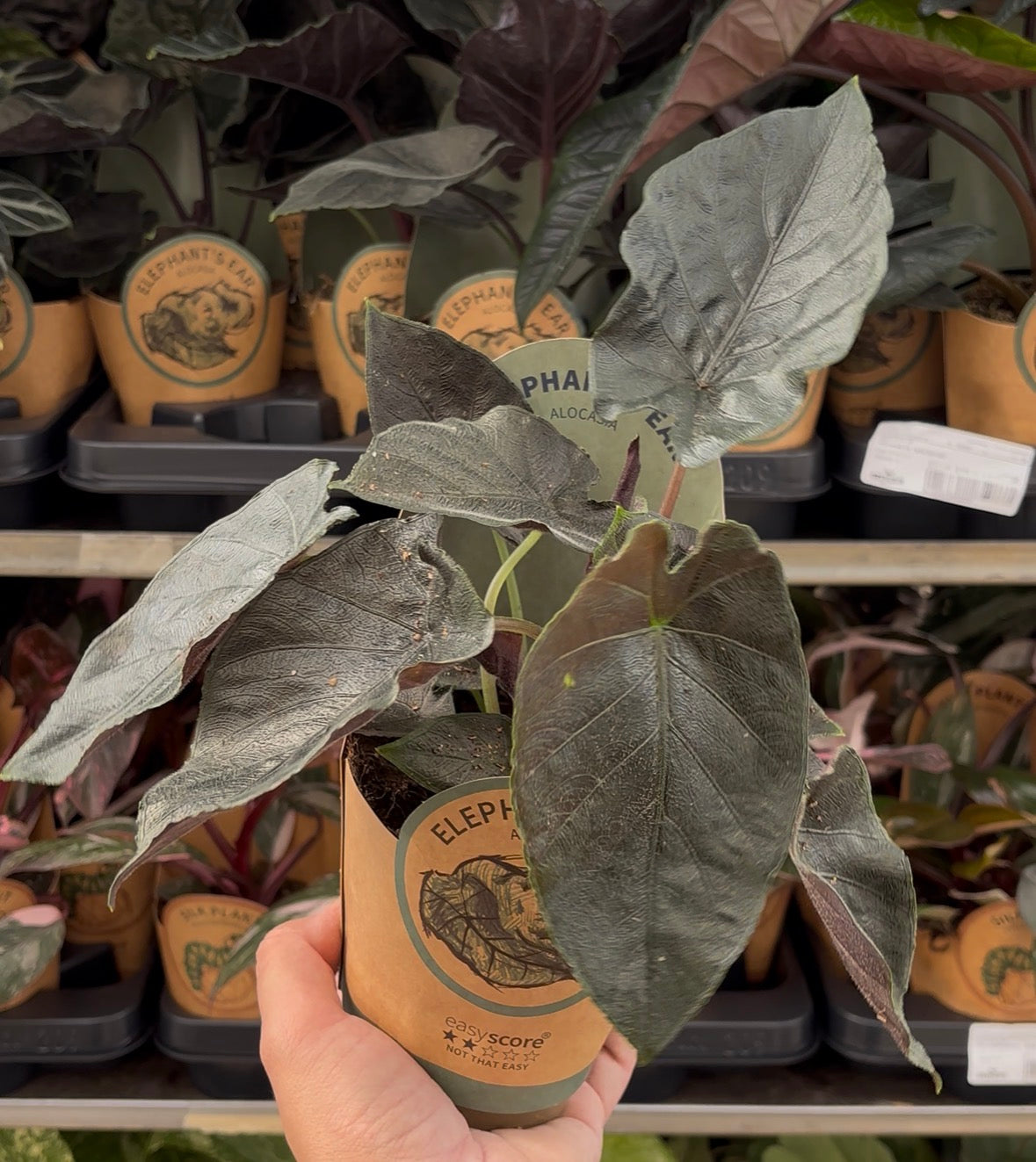 Alocasia ‘Antoro Velvet’ – Pot 11 cm 🌿🖤