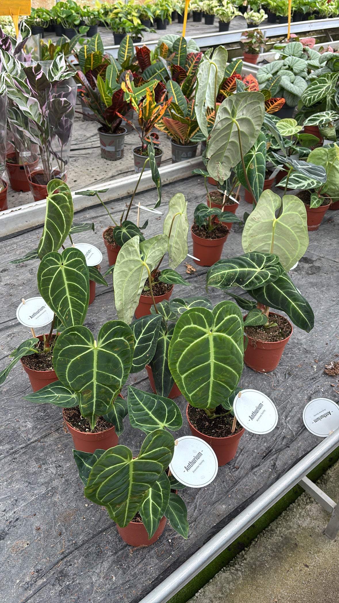Anthurium regale – Pot 12 cm 🌿