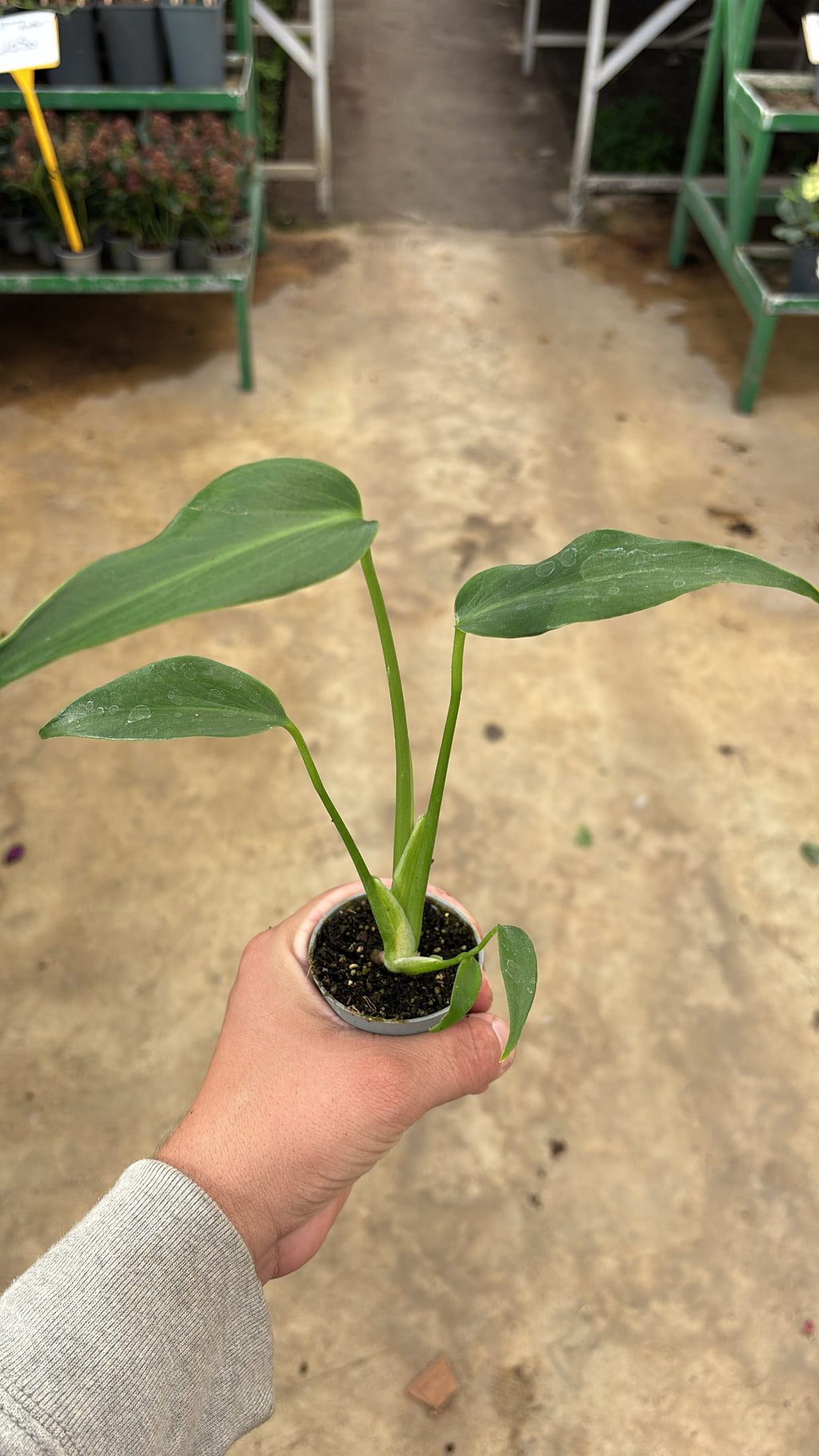 🌿 Monstera Burle Marx Flame – Pot 6 cm