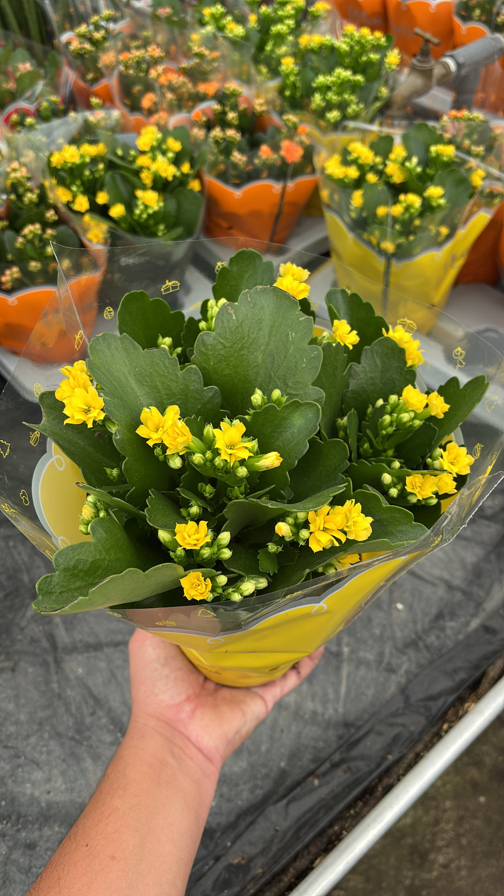 Kalanchoé – Pot 15 cm