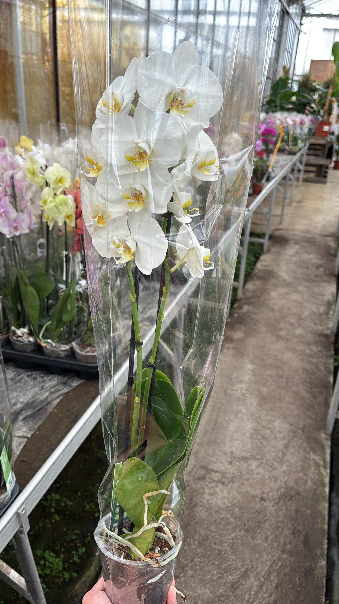 Phalaenopsis – 2 branches
