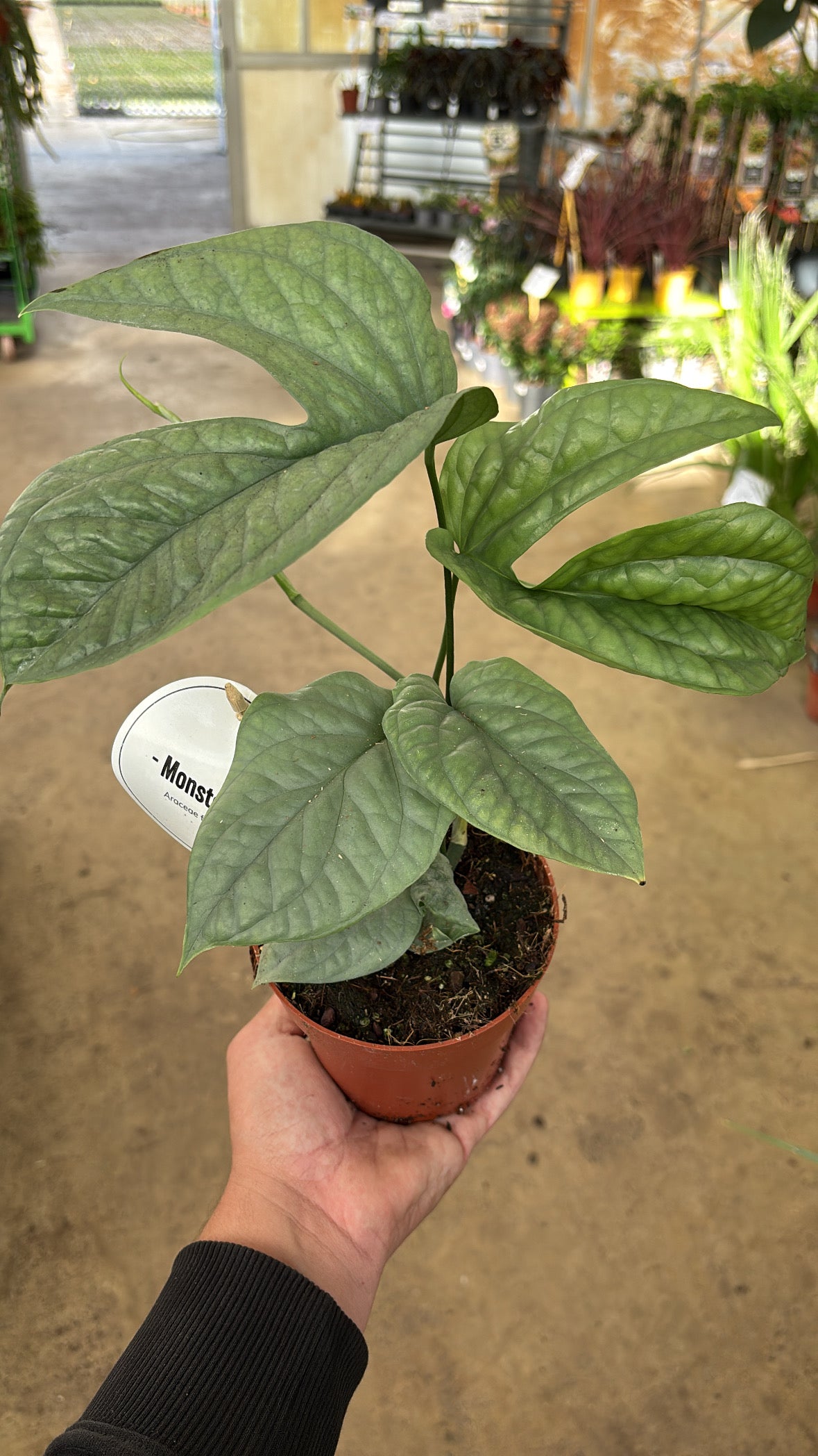 Monstera Amydrium medium ‘Silver’ – Pot 12 cm