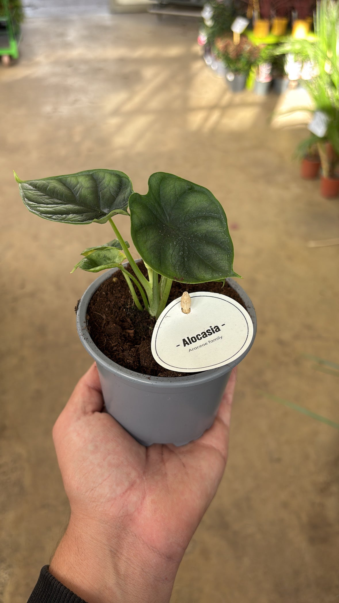 Alocasia ‘Dragon Scale’ – Pot 10 cm