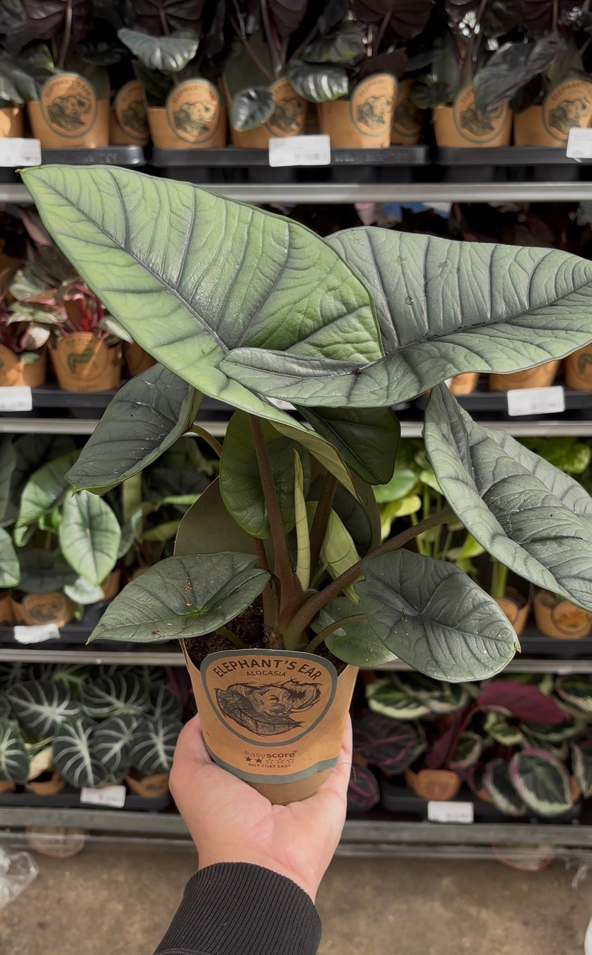 Alocasia Platinum – Pot 11 cm 🌿🩶