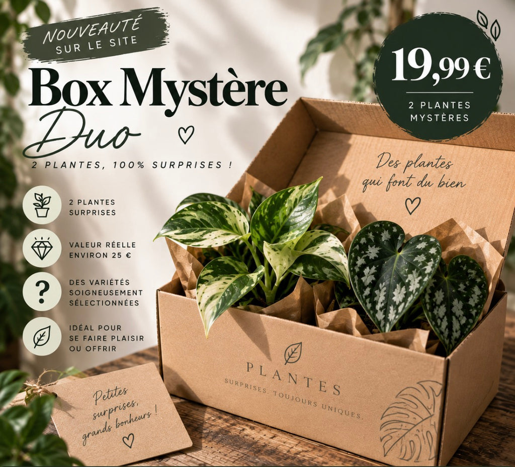 Box Mystère Duo – 2 plantes surprises
