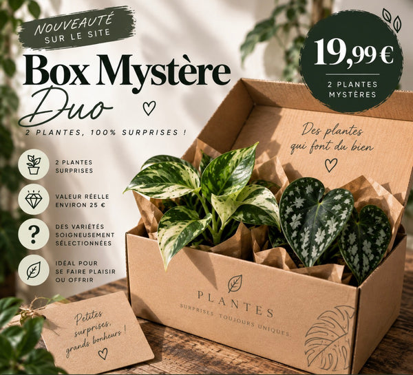 Box Mystère Duo – 2 plantes surprises