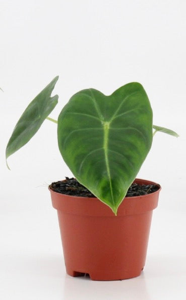 🌿 Alocasia Frydek