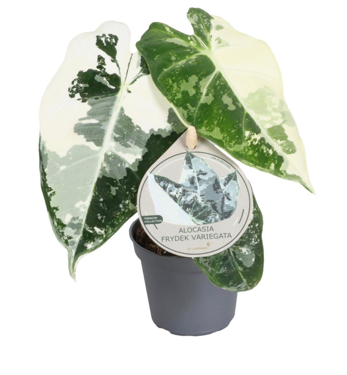 Alocasia Frydek Variegata – Pot 6 cm 🌿