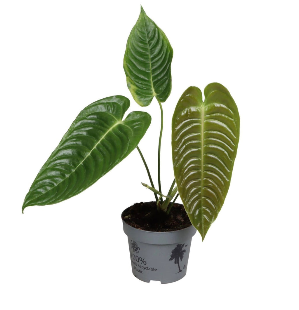 Anthurium Veitchii – Pot 12 cm 🌿