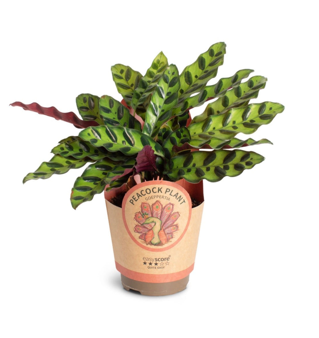 Calathea ‘Insignis’ – Pot 11 cm 🌿