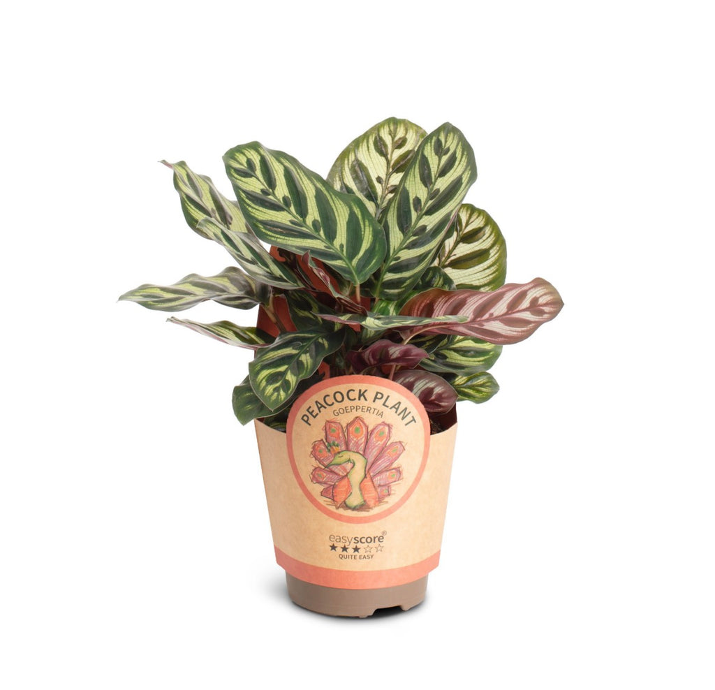 🌿 Calathea ‘Makoyana’