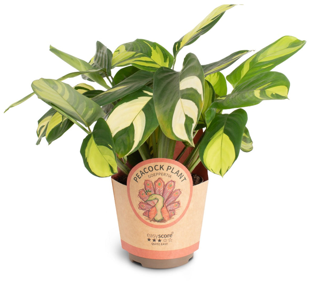 🌿 Ctenanthe ‘Golden Mosaic’