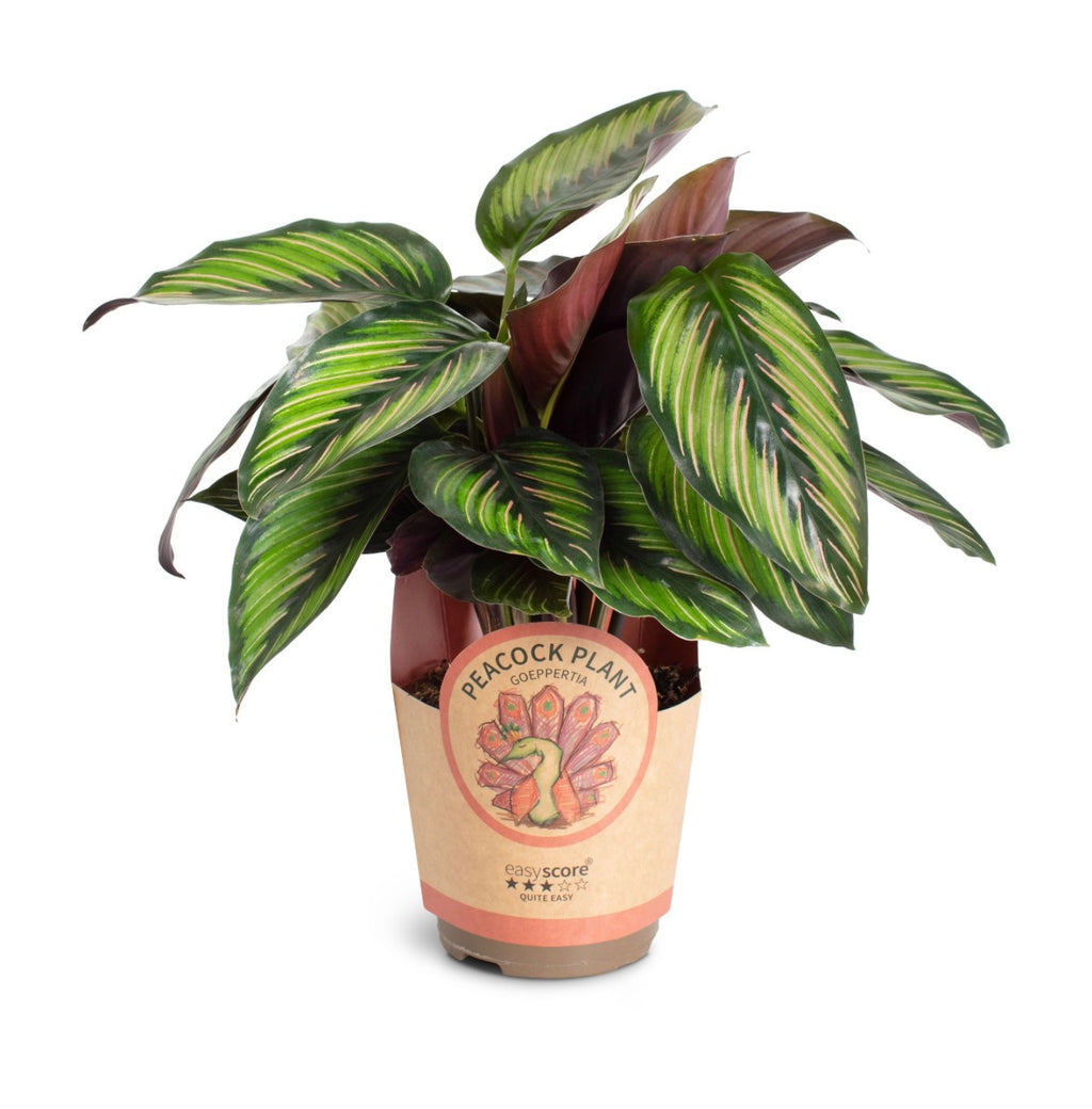 🌿 Calathea ‘Beauty Star’