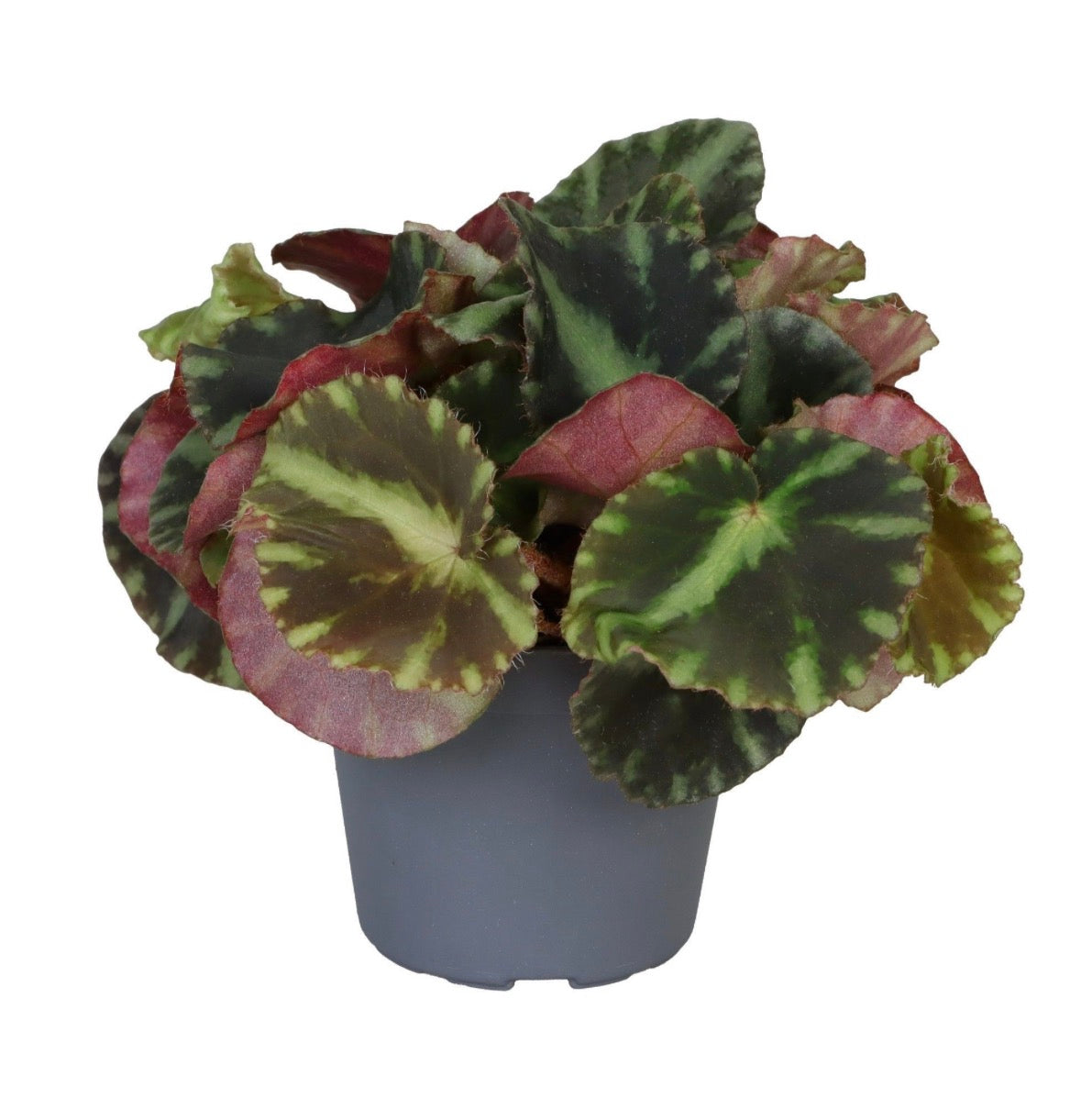 Begonia rex ‘Cleopatrae’ – Pot 6 cm 🌿❤️