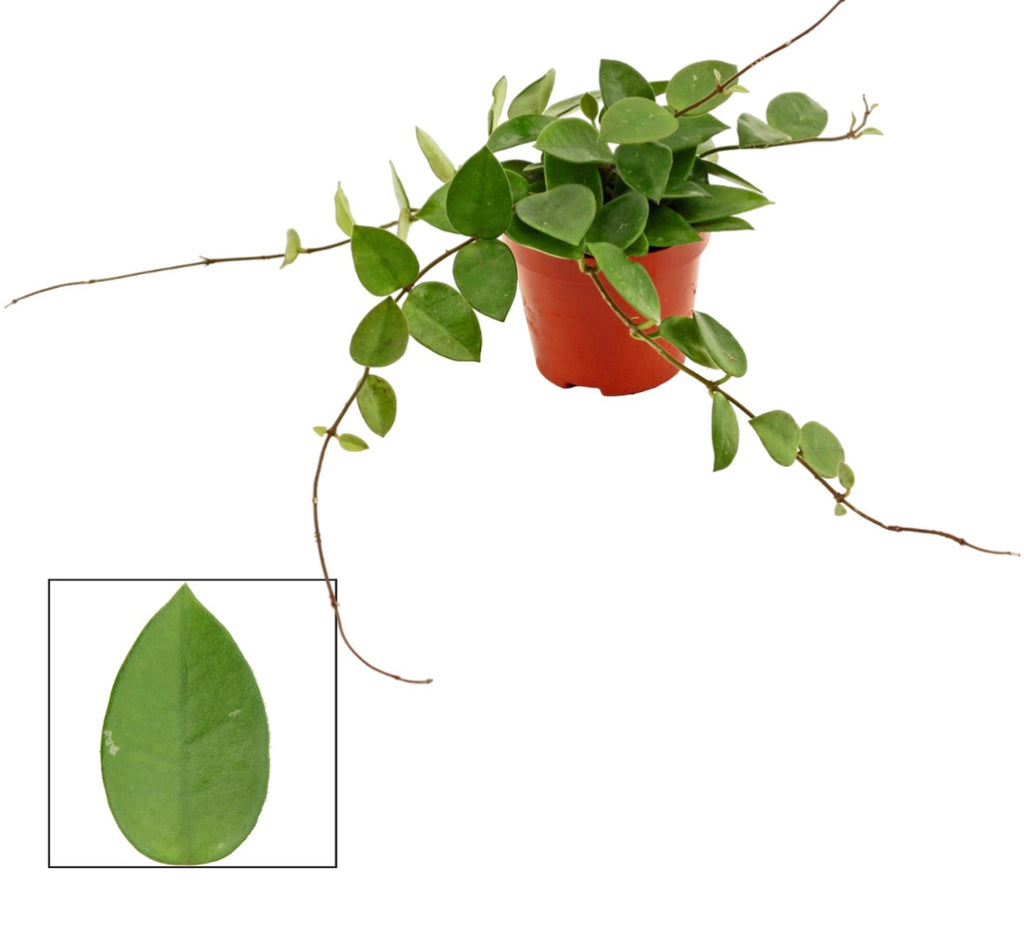Hoya CV Chouke (Decorum) – Pot 9 cm 🌿