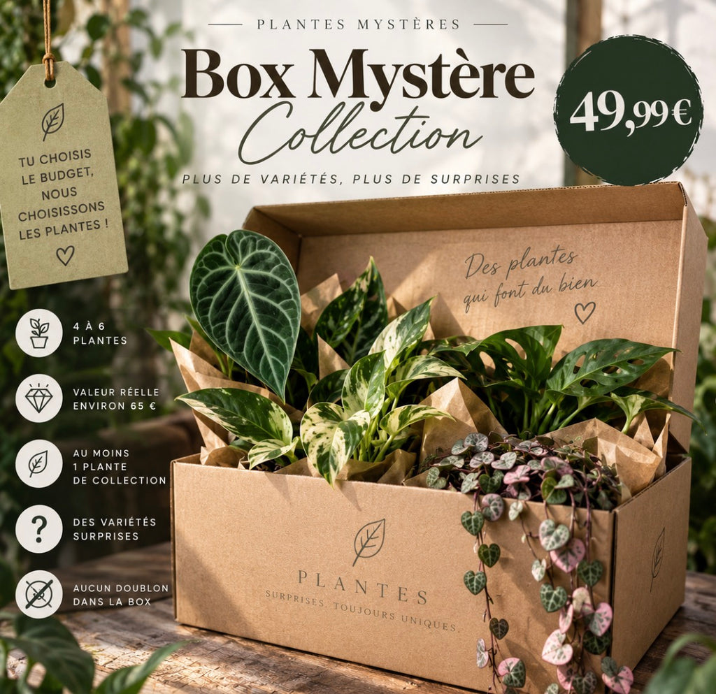 Box Mystère Collection – 4 à 6 plantes surprises