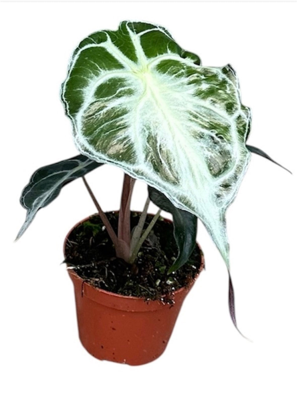 🌿 Alocasia ‘Venom’