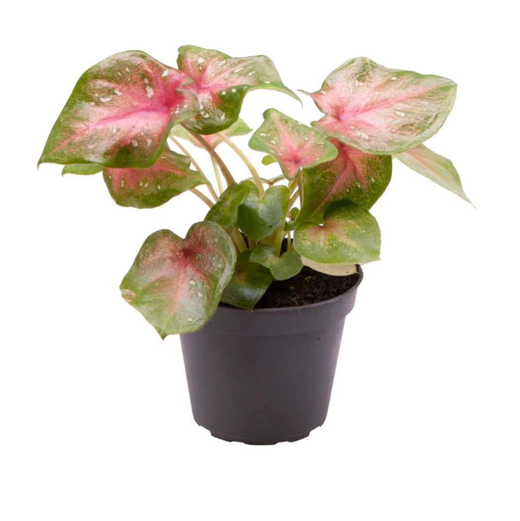 Caladium ‘Casey’ – Pot 6 cm 🌸