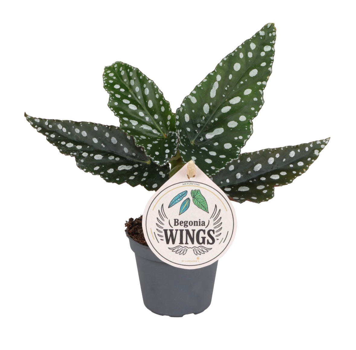 Begonia Wings ‘Maculata Silverspot’ – Pot 6 cm 🌿✨