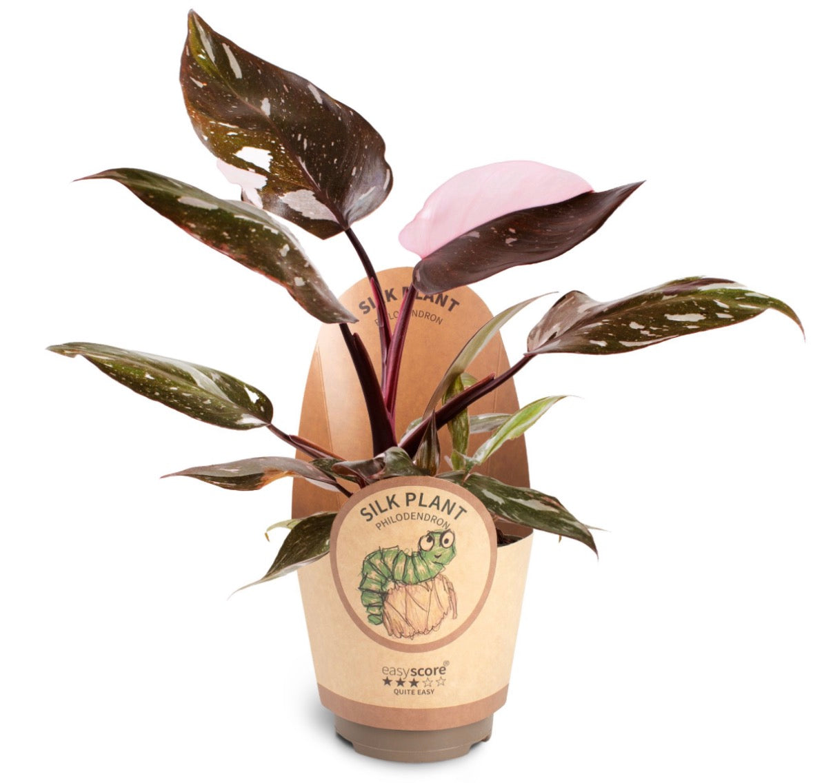 Philodendron Pink Princess – Pot 11cm