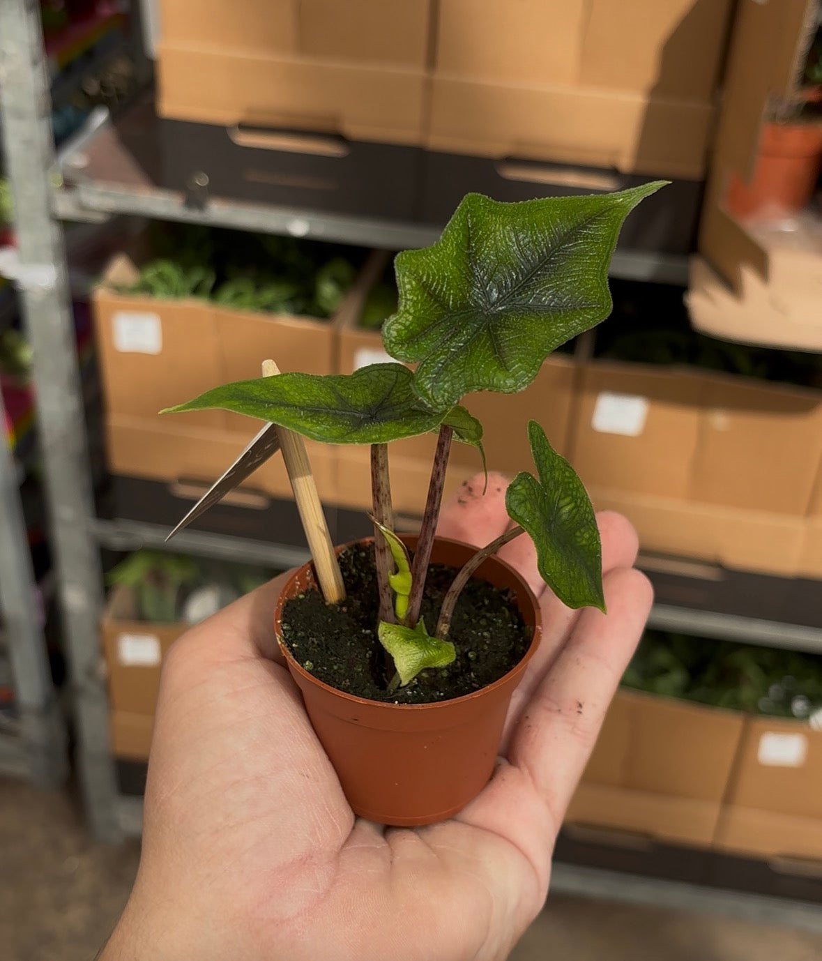 Alocasia Jacklyn – Pot 6 cm 🌿