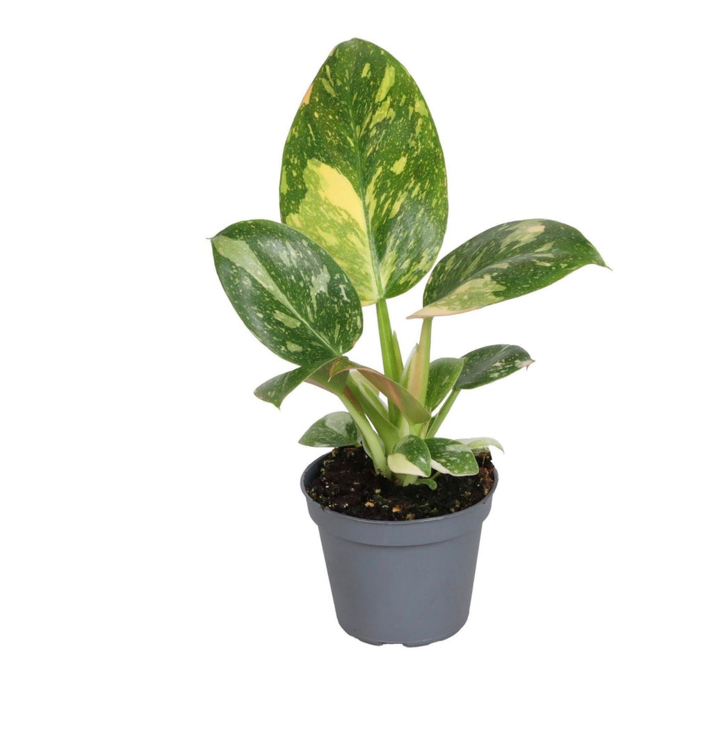 Philodendron Green Congo Variegata – Pot 6 cm 🌿