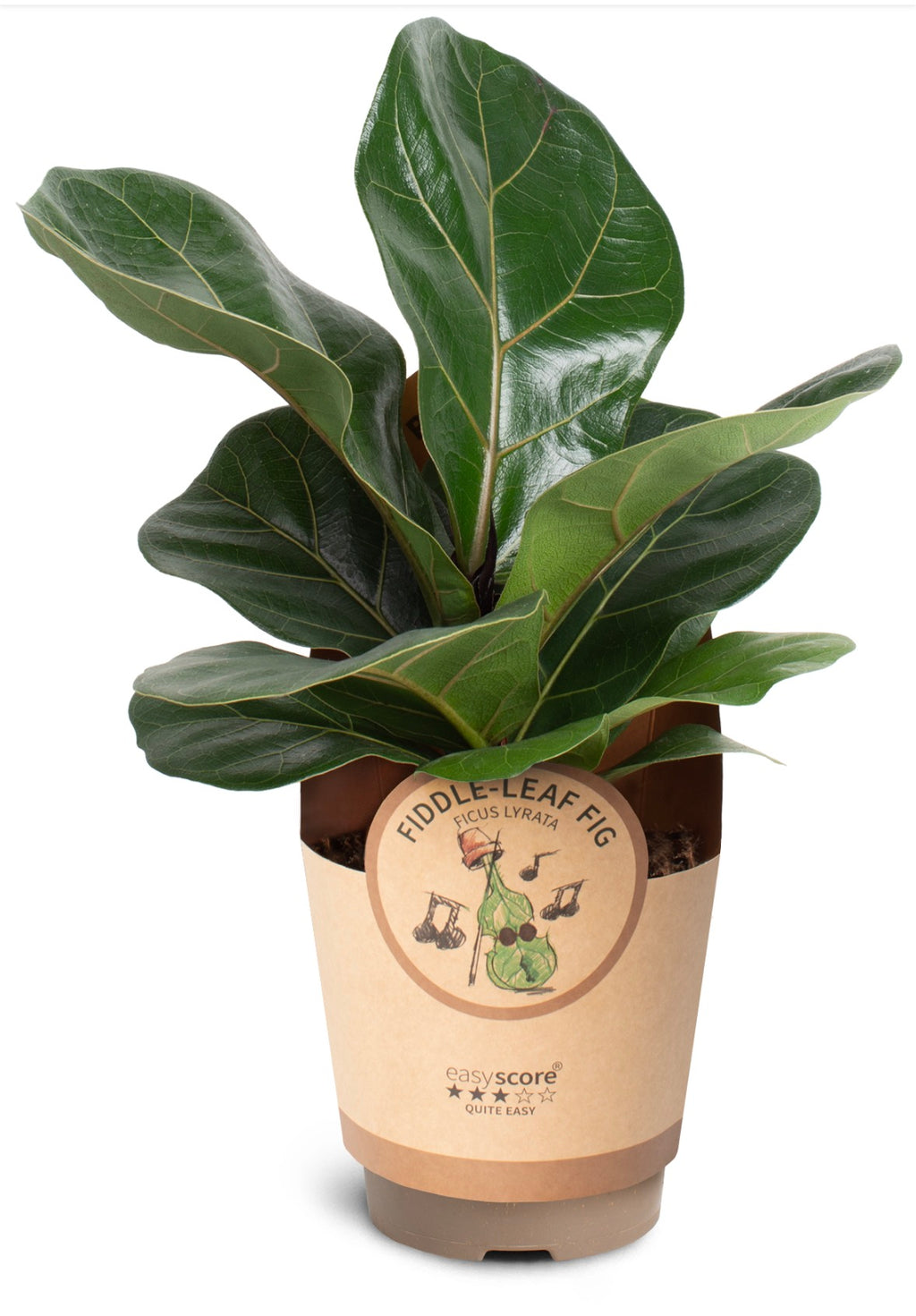 🌿 Ficus Lyrata