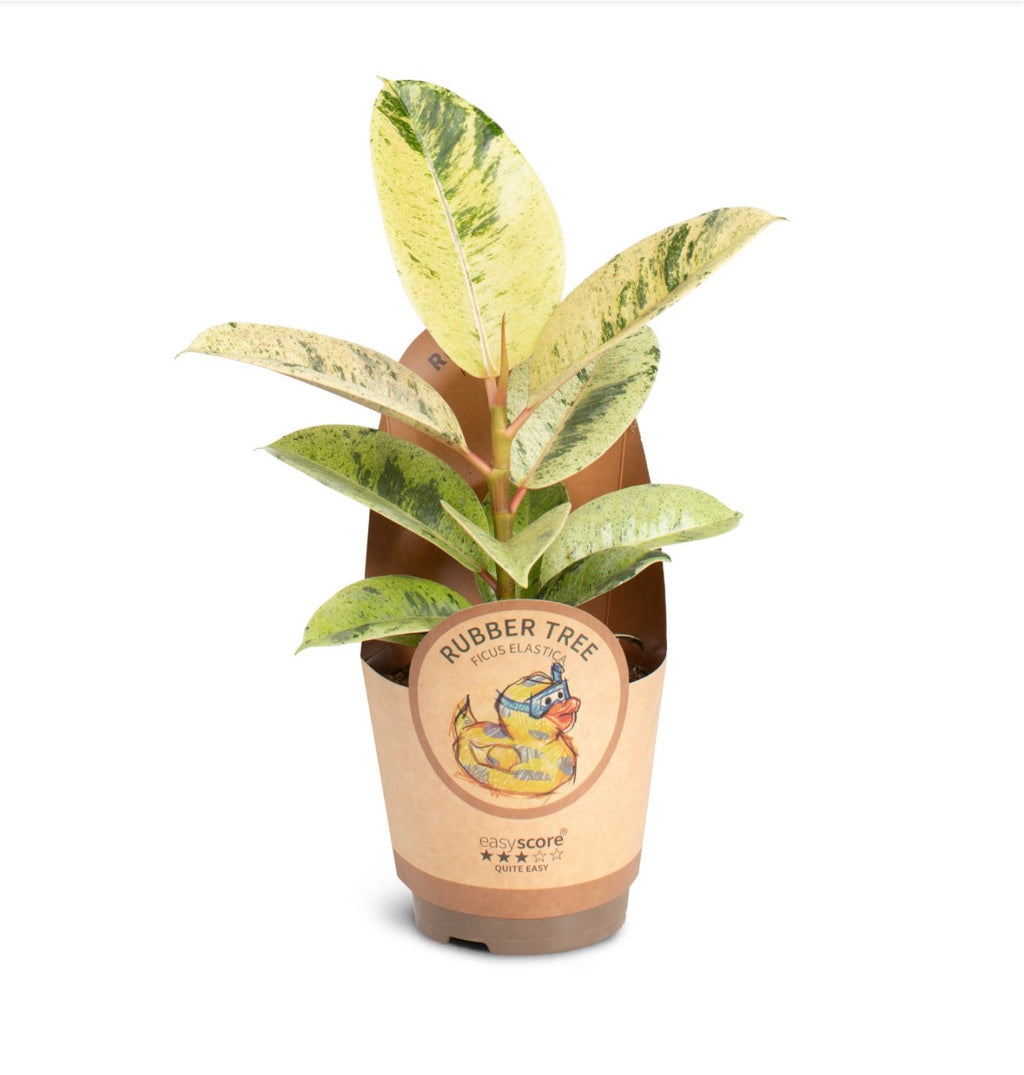 🌿 Ficus elastica ‘Shivereana’