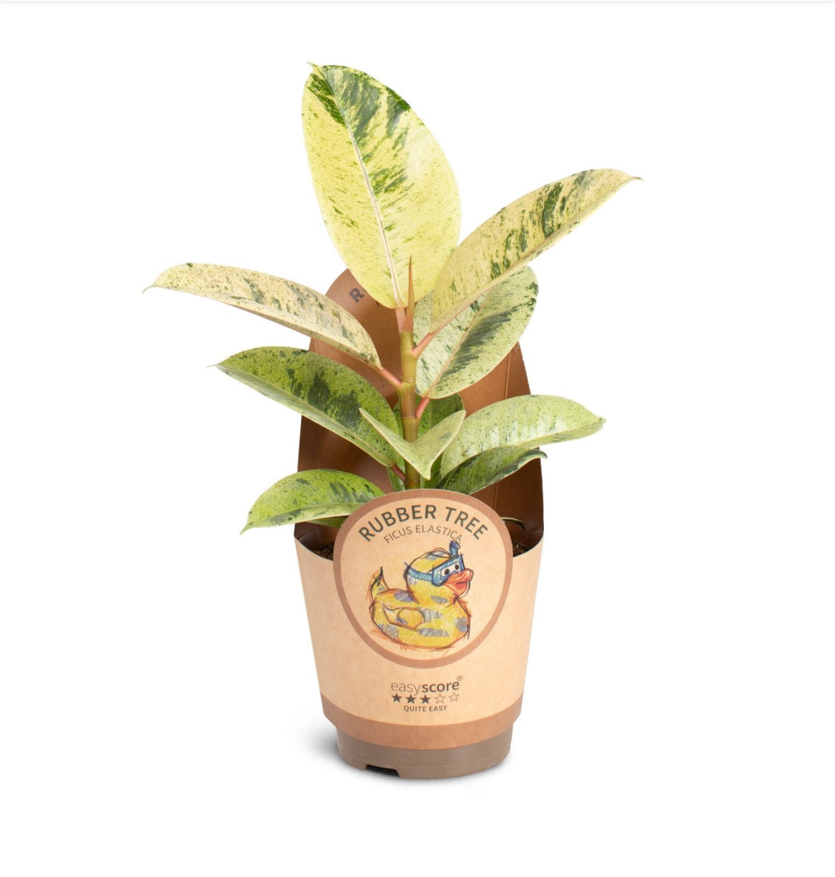 🌿 Ficus elastica ‘Shivereana’