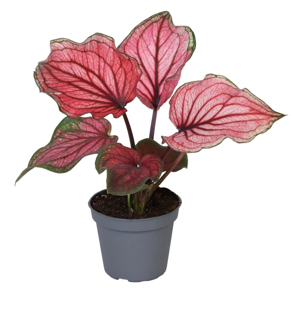 Caladium ‘Lucia’ – Pot 6 cm 🌸