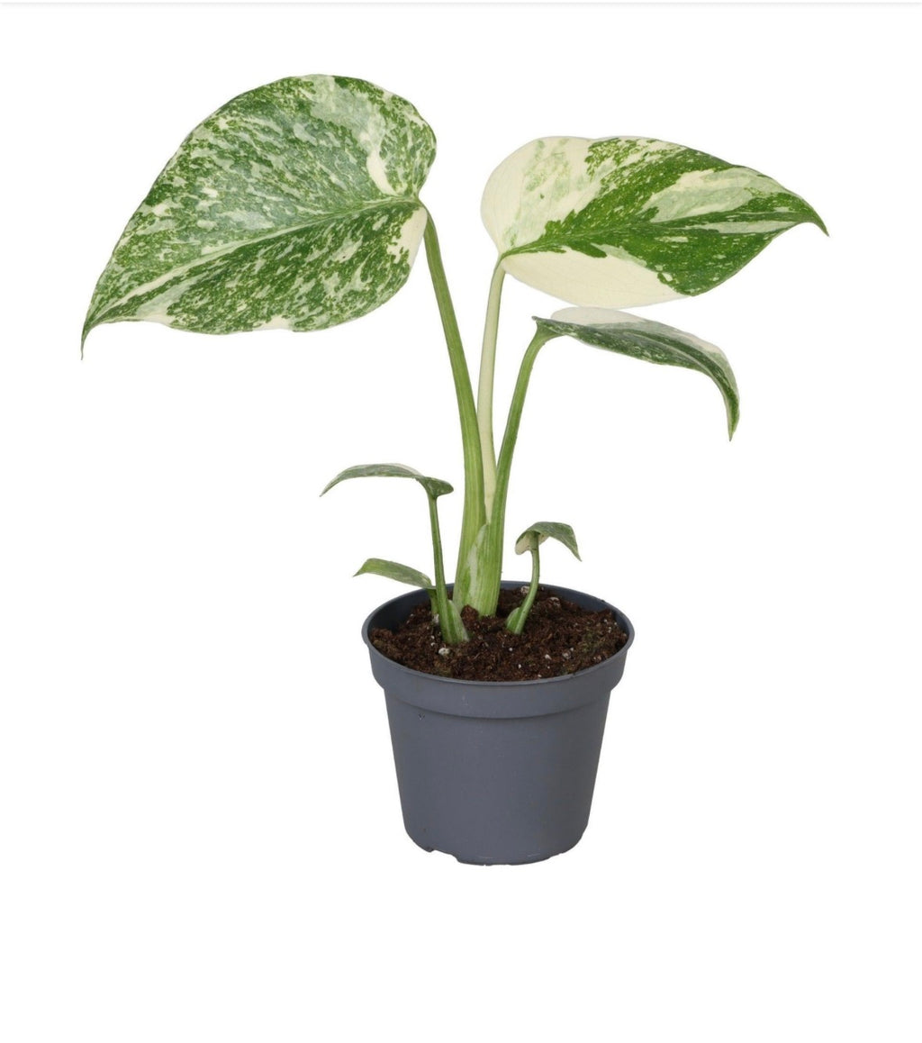 Monstera ‘Crème Brûlée’ – Pot 6 cm 🤍🌿