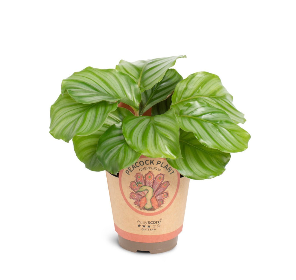 🌿 Calathea Orbifolia