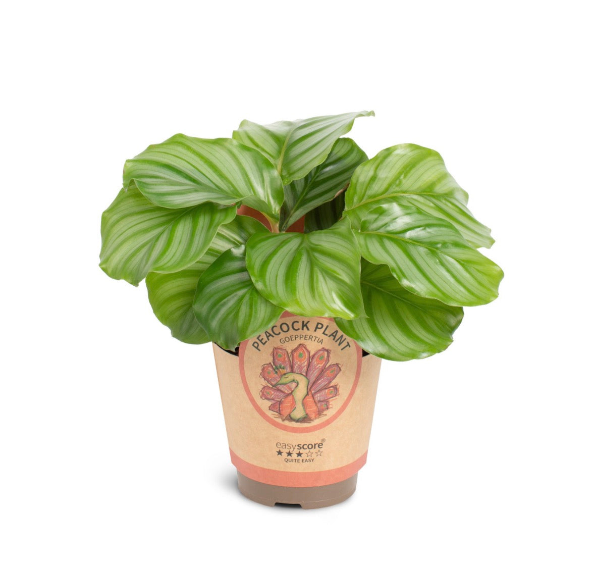 🌿 Calathea Orbifolia