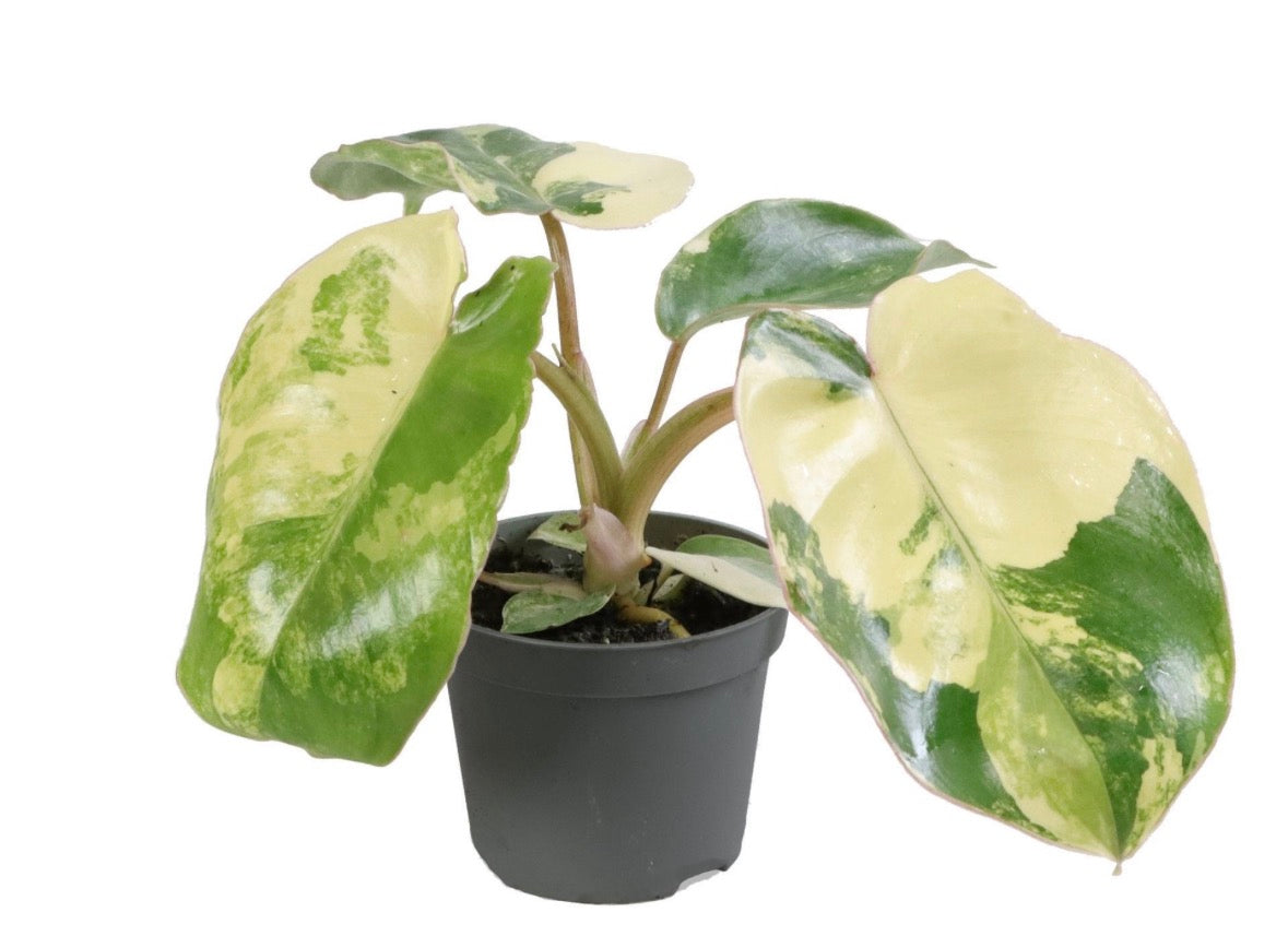 🌿 Philodendron Burle Marx Variegated