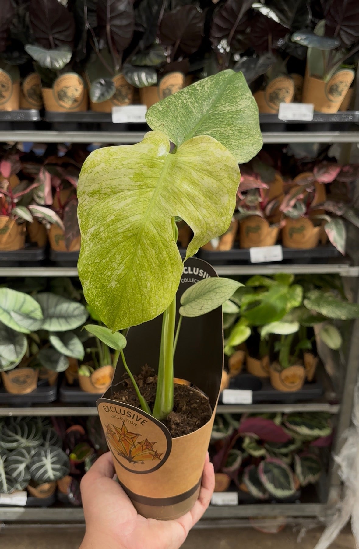 Monstera deliciosa ‘Mint’ – Pot 11 cm 🌿🤍