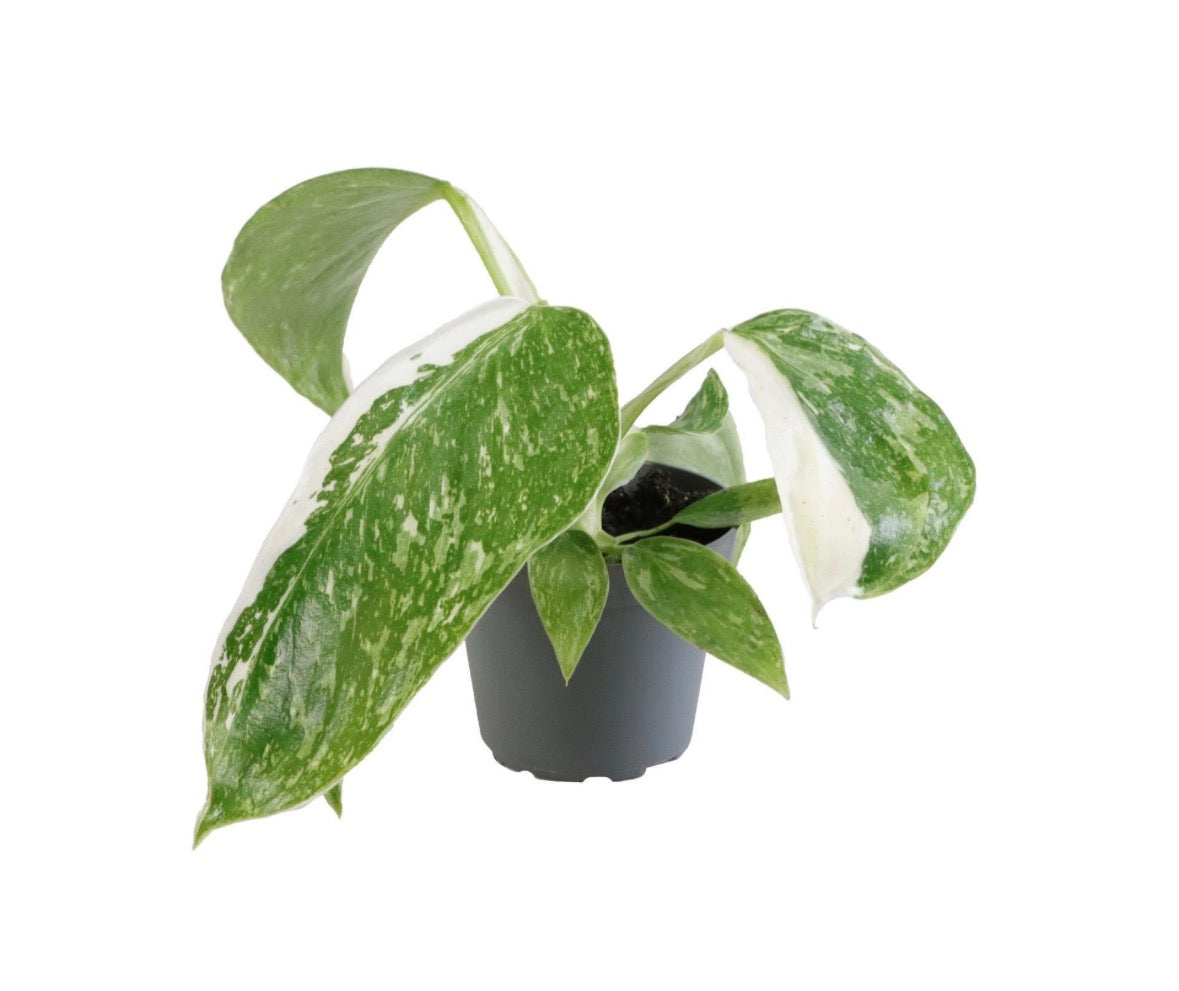 Philodendron ‘José Buono’ – Pot 6 cm 🌿