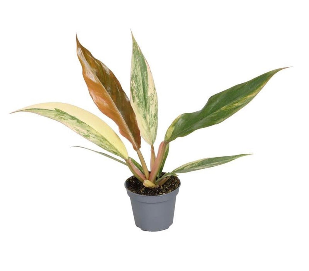 🌿 Philodendron Caramel Marble