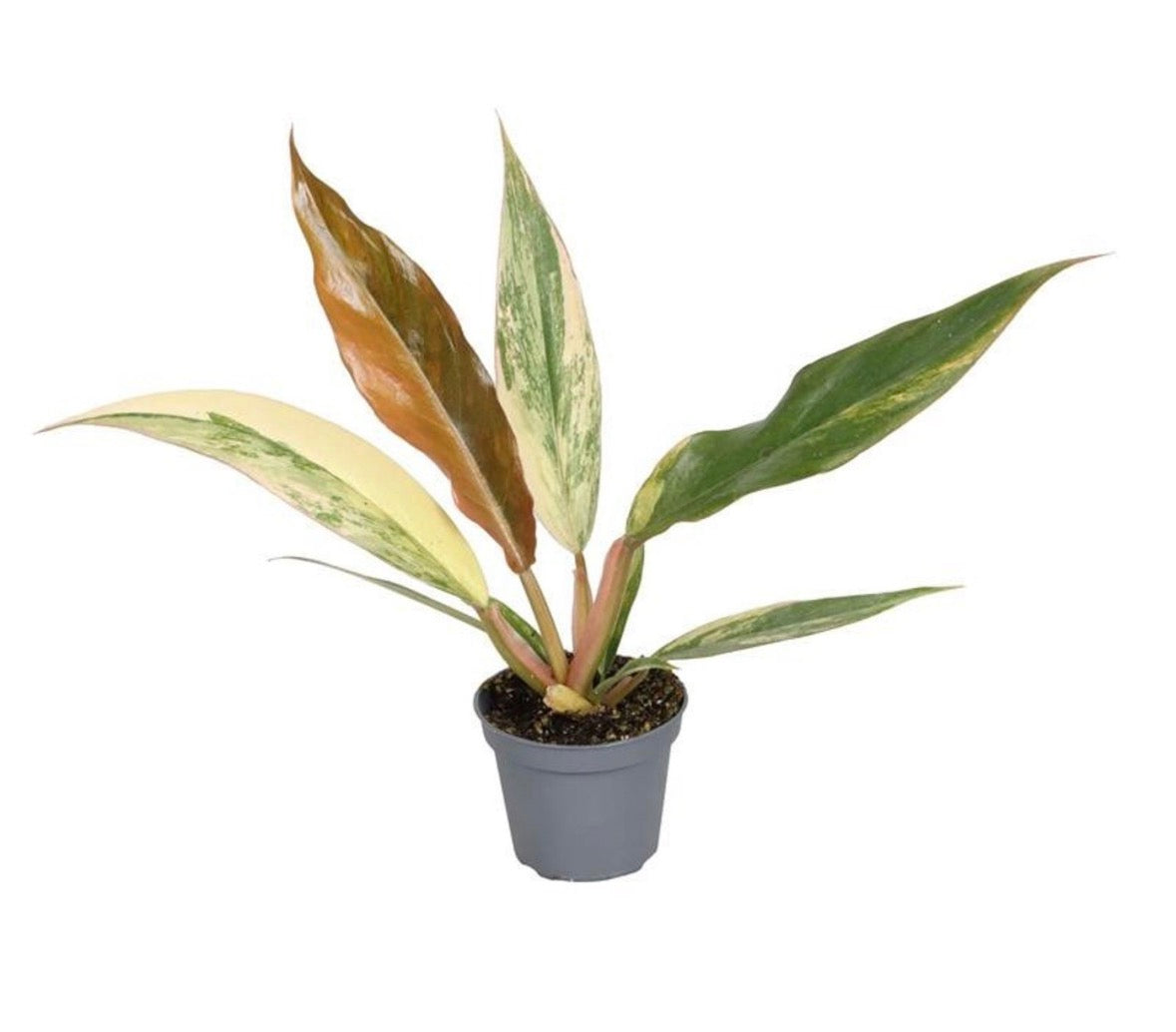 🌿 Philodendron Caramel Marble