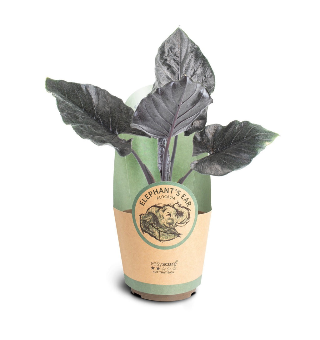 🌿 Alocasia ‘Antoro Velvet’