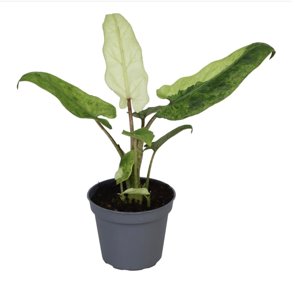 🌿 Alocasia Lauterbachiana Variegata