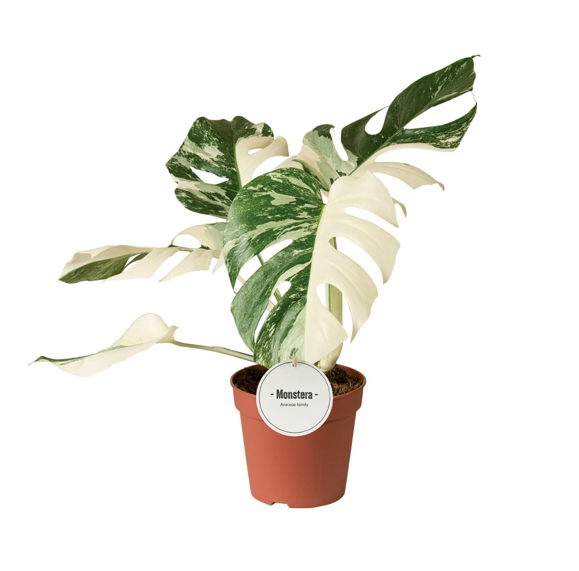 🌿 Monstera Deliciosa Variegata ‘Super White’