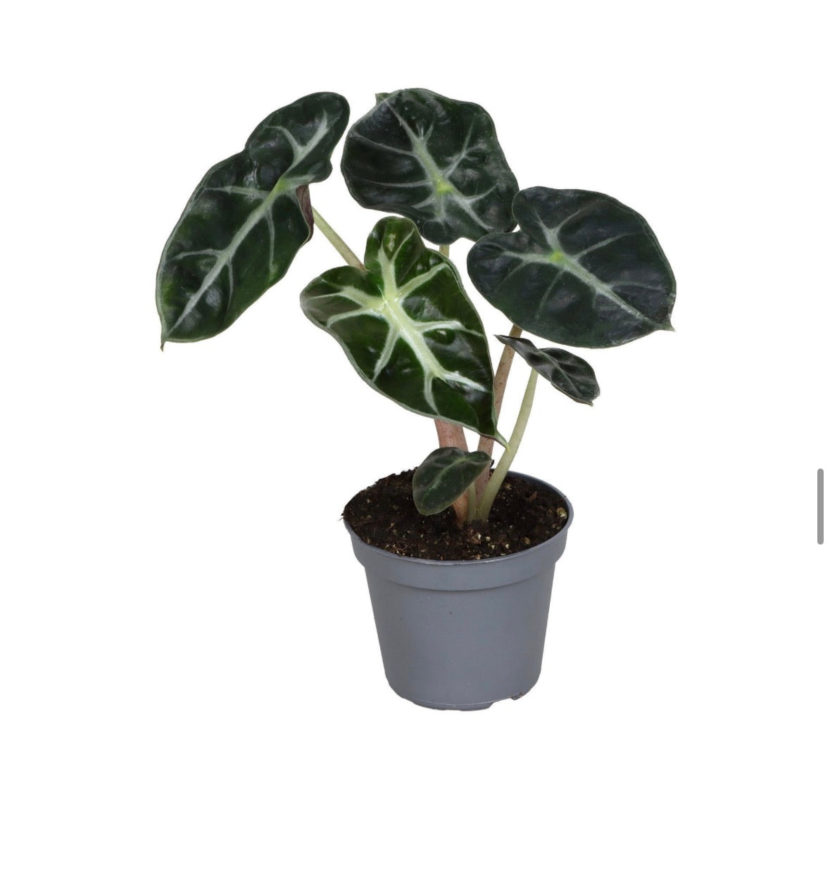 Alocasia ‘Heart Balloon’ – Pot 6 cm 🌿