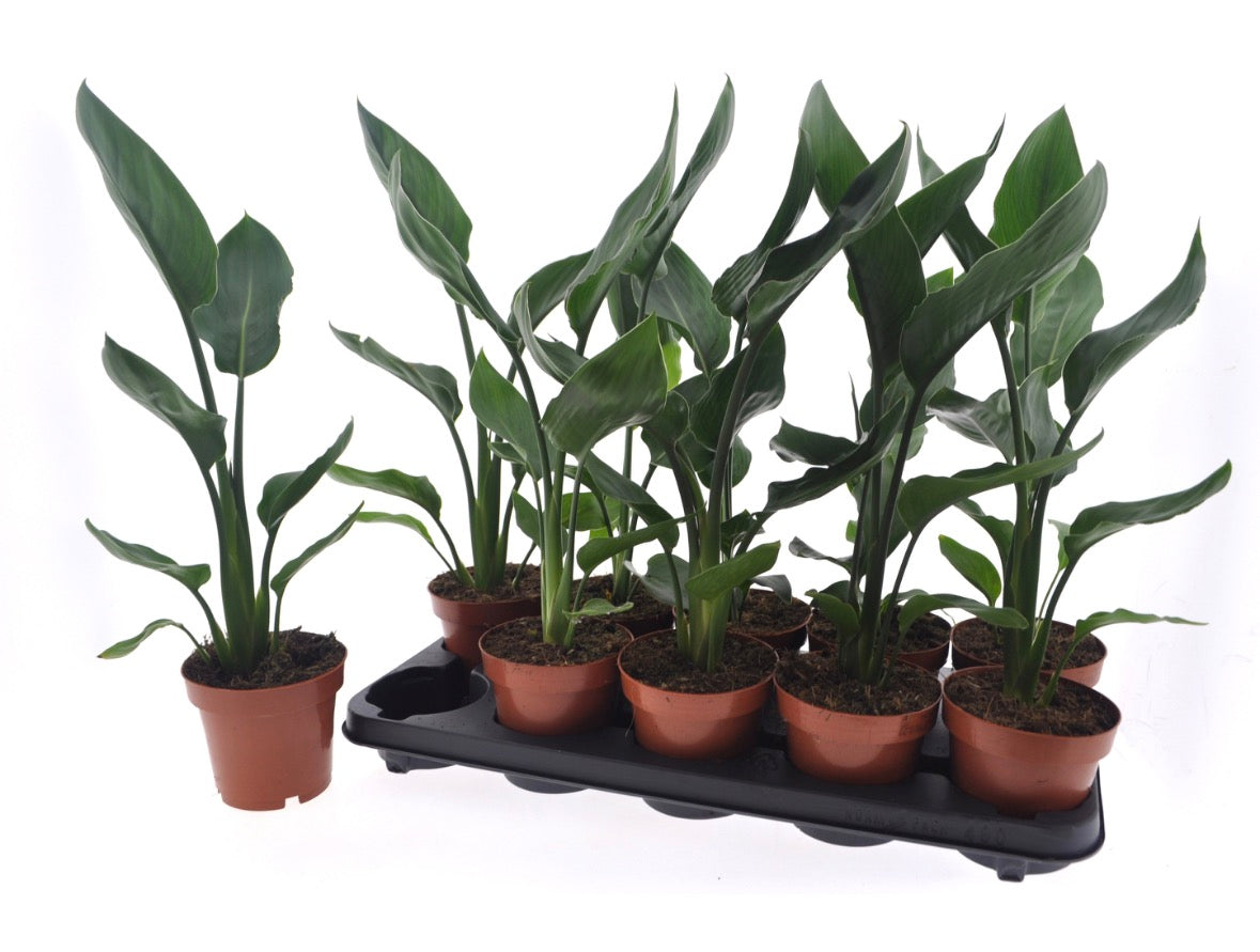 Strelitzia – Pot 12 cm 🌿